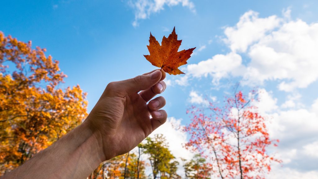 a person holding an orange leaf on the background of trees under a blue sky with clouds